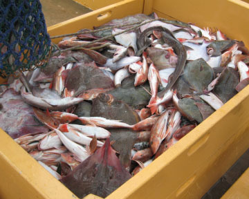 ocean-fisheries-commercial-fishing-deep-sea-offshore-fisheries